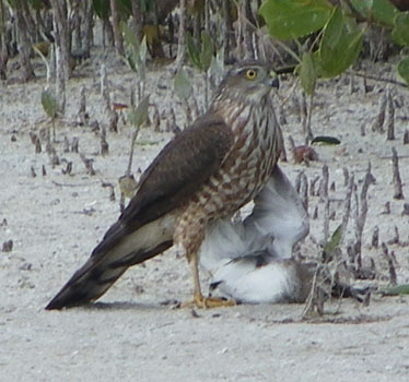 Sharp-shinned with prey